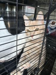 Lost Male Cat last seen Norco Hills, Norco, CA 92860