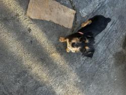 Lost Male Dog last seen Ball rd and Euclid, Anaheim, CA 92802