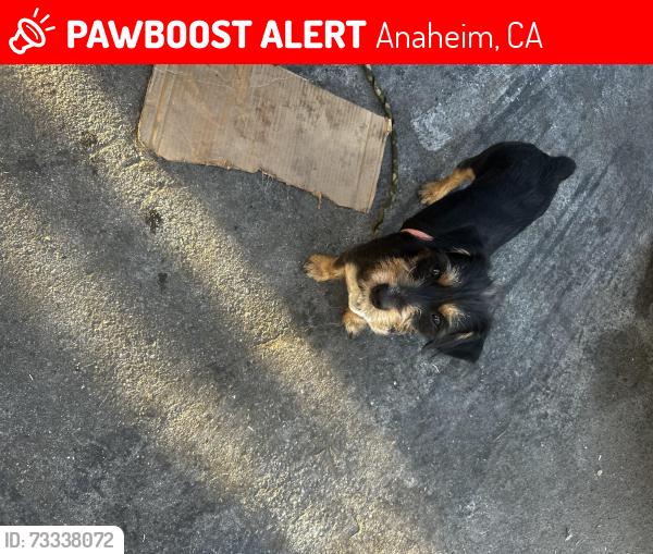 Lost Male Dog last seen Ball rd and Euclid, Anaheim, CA 92802