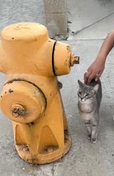 Found/Stray Unknown Cat last seen MacFadden & Goldenwest, Huntington Beach, CA 92647