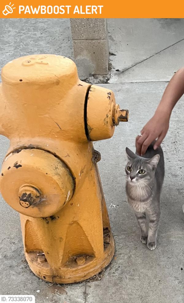 Found/Stray Unknown Cat last seen MacFadden & Goldenwest, Huntington Beach, CA 92647