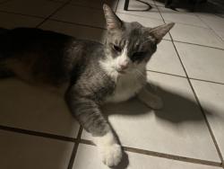 Reunited Male Cat last seen First Baptist Church Natalia, Natalia, TX 78059