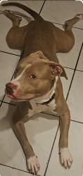 Reunited Male Dog last seen North Andrews Gardens, Oakland Park, FL 33334, USA, Oakland Park, FL 33334