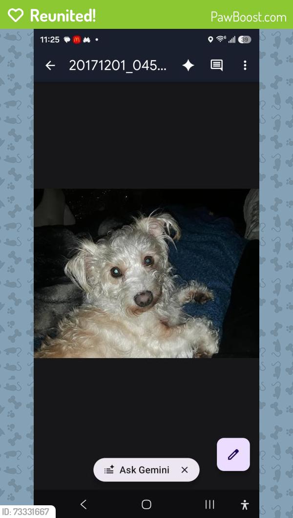 Reunited Female Dog last seen Eicher ave and sharron, Modesto, CA 95350