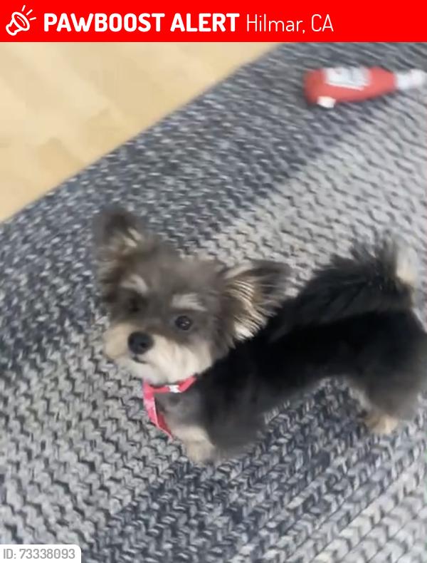 Lost Male Dog last seen Third street near Holy Rosary soccer field, Hilmar, CA 95324