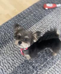 Lost Male Dog last seen Third street near Holy Rosary soccer field, Hilmar, CA 95324