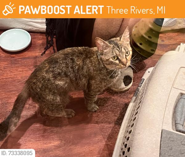 Found/Stray Female Cat last seen Hoffman Rd, Three Rivers, MI, Three Rivers, MI 49093