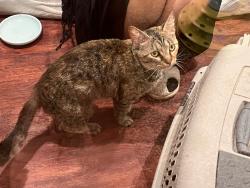 Found/Stray Female Cat last seen Hoffman Rd, Three Rivers, MI, Three Rivers, MI 49093