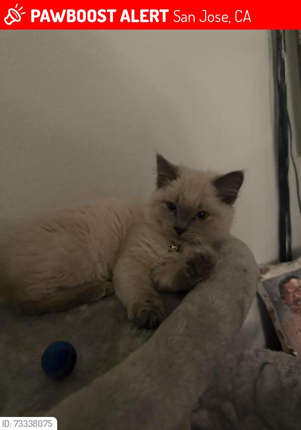Lost Female Cat last seen Mount Shasta San Jose, San Jose, CA 95127