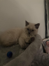 Lost Female Cat last seen Mount Shasta San Jose, San Jose, CA 95127