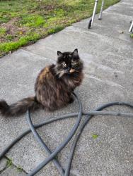 Lost Female Cat last seen Myrtle and Perina, North Highlands, CA 95660