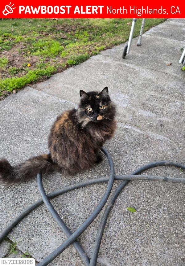 Lost Female Cat last seen Myrtle and Perina, North Highlands, CA 95660