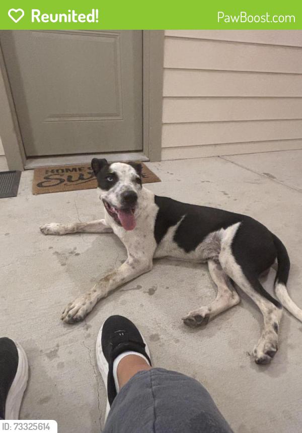 Reunited Male Dog last seen Monaco apmts, Midland, TX 79703