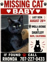 Lost Male Cat last seen Imola Ave & Shurtleff Ave, Napa, CA 94559