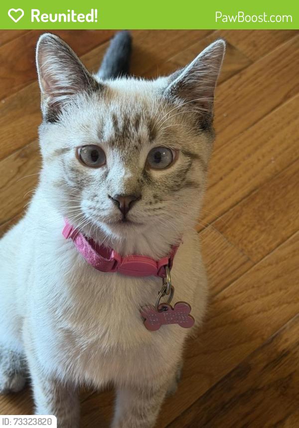 Reunited Female Cat last seen 58th ave west t bone, Greeley, CO 80634