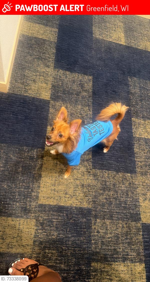 Lost Male Dog last seen W Layton ave greenfield wi, Greenfield, WI 53220