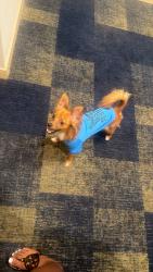 Lost Male Dog last seen W Layton ave greenfield wi, Greenfield, WI 53220