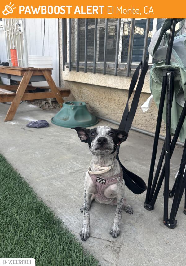 Found/Stray Female Dog last seen Adelia Ave & Cortada St, El Monte, CA 91733