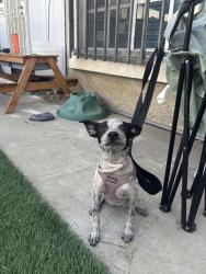Found/Stray Female Dog last seen Adelia Ave & Cortada St, El Monte, CA 91733