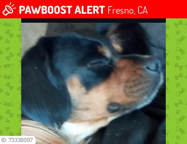Lost Male Dog last seen Jackson and Nevada Ave Fresno California, Fresno, CA 93702