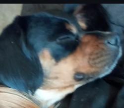 Lost Male Dog last seen Jackson and Nevada Ave Fresno California, Fresno, CA 93702
