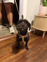 Reunited Male Dog last seen 15th St NE, Washington, DC 20002