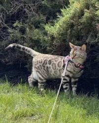Reunited Male Cat last seen Cherry Hill Rd & Davis Rd & Ridgeview Rd intersection, Princeton, NJ, Princeton, NJ 08540