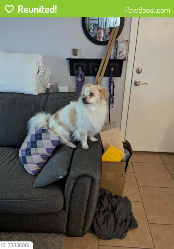 Reunited Male Dog last seen Near vacay Valley Ave, Las Vegas, NV 89183, USA, Las Vegas, NV 89183