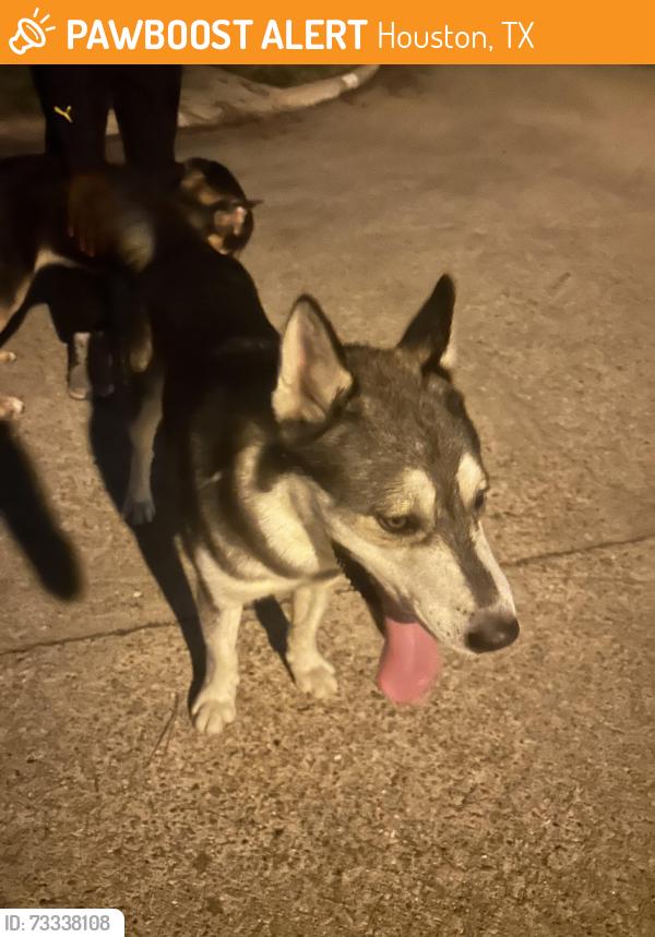 Found/Stray Unknown Dog last seen Spruce Creek, Houston, TX 77084