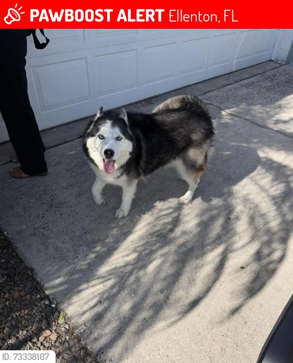 Lost Male Dog last seen Escaped from 6286 Rock Creek at 6:40PM, Ellenton, FL 34222