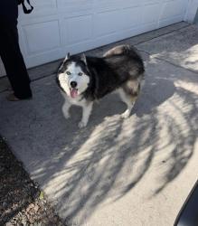 Lost Male Dog last seen Escaped from 6286 Rock Creek at 6:40PM, Ellenton, FL 34222