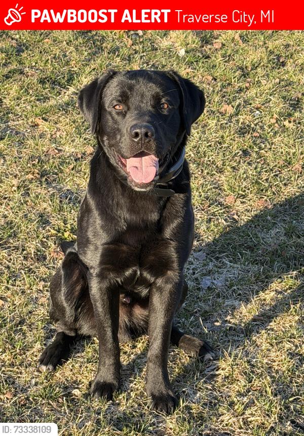 Lost Male Dog last seen Cedar run rd & m-72, Traverse City, MI 49684