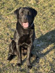 Lost Male Dog last seen Cedar run rd & m-72, Traverse City, MI 49684