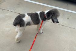 Lost Male Dog last seen Home Suites near Epic Central Park, Grand Prairie, TX 75051