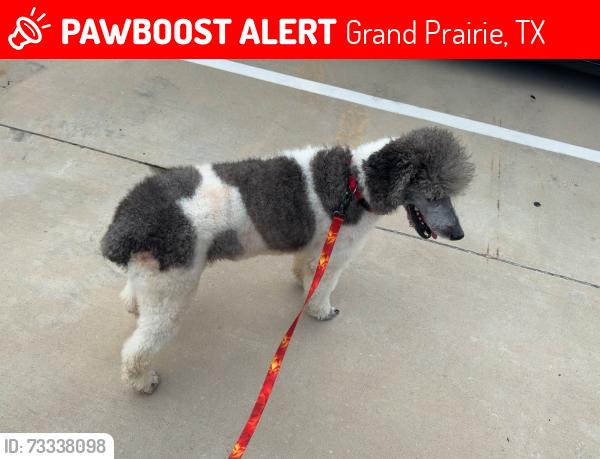 Lost Male Dog last seen Home Suites near Epic Central Park, Grand Prairie, TX 75051
