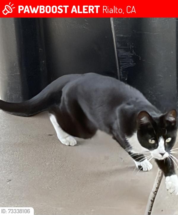 Lost Male Cat last seen Riverside ave, Rialto, CA 92377