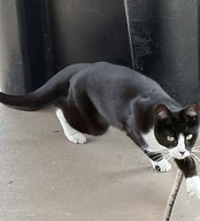 Lost Male Cat last seen Riverside ave, Rialto, CA 92377
