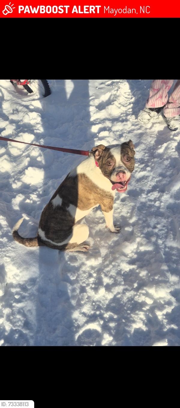 Lost Female Dog last seen Community baptist church rd mayodan nc, Mayodan, NC 27027