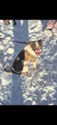 Lost Female Dog last seen Community baptist church rd mayodan nc, Mayodan, NC 27027