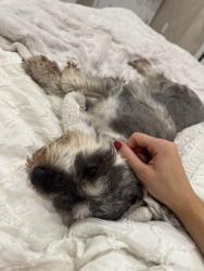 Reunited Male Dog last seen sw Malmo rd and Sw Alvaton ave, Port St. Lucie, FL 34953
