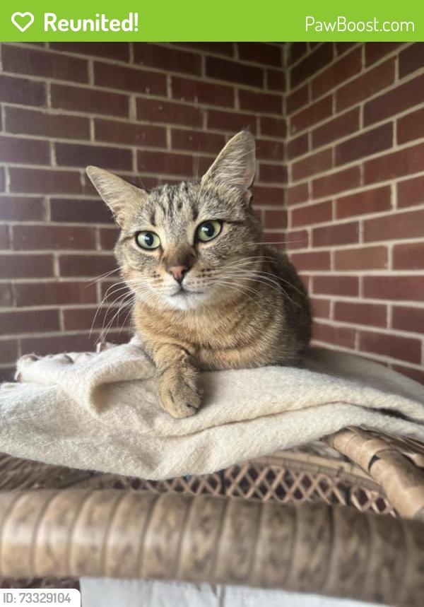 Reunited Female Cat last seen Ashworth Dr, Trinity, NC 27370