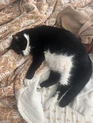 Reunited Male Cat last seen Ebers Street and Cape May Ave, San Diego, CA 92107
