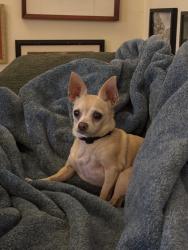 Reunited Female Dog last seen Near Riverstone, Irvine, CA 92606, USA, Irvine, CA 92606