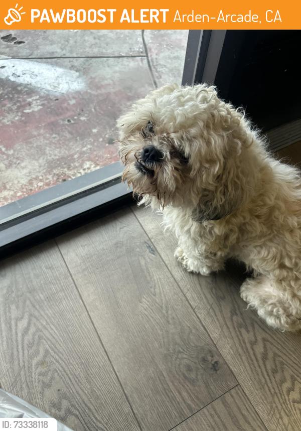 Found/Stray Male Dog last seen Fulton Avenue and Sierra blvd., Arden-Arcade, CA 95825