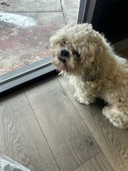 Found/Stray Male Dog last seen Fulton Avenue and Sierra blvd., Arden-Arcade, CA 95825