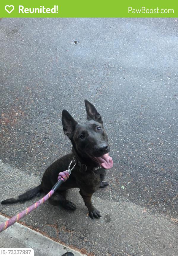Reunited Female Dog last seen Near Forest Ridge Ct S, Puyallup, WA 98374, USA, Puyallup, WA 98374