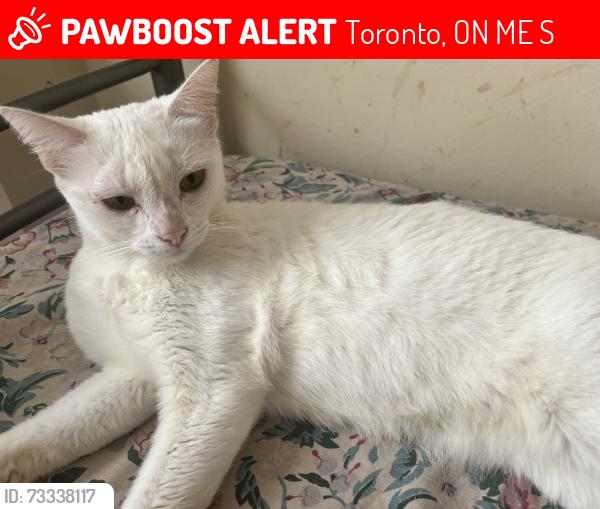Lost Female Cat last seen behind the 70 mornelle court building, Toronto, ON M1E 4S8
