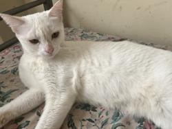 Lost Female Cat last seen behind the 70 mornelle court building, Toronto, ON M1E 4S8