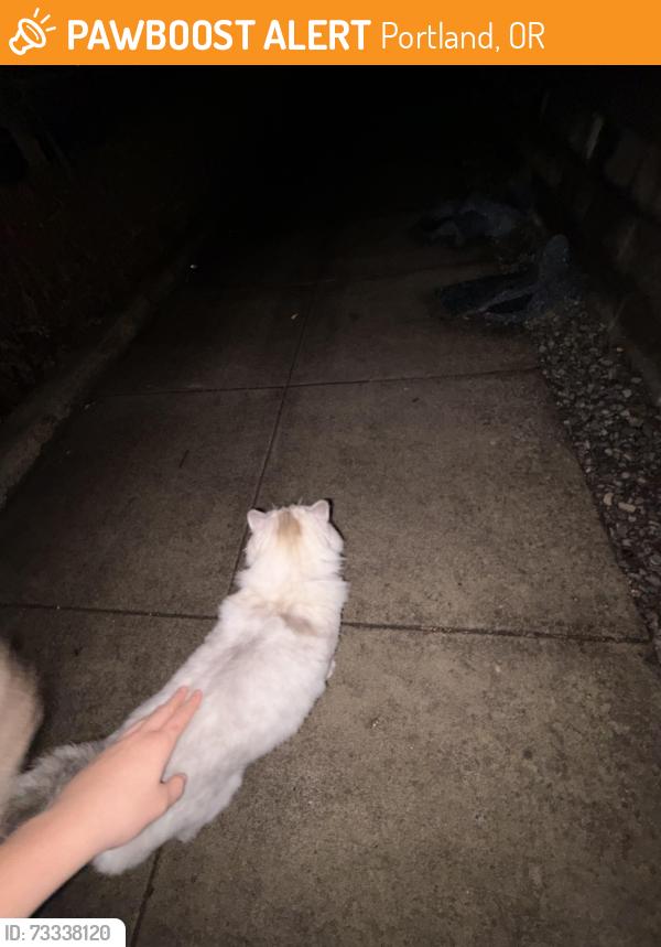 Found/Stray Unknown Cat last seen Big church, Portland, OR 97214