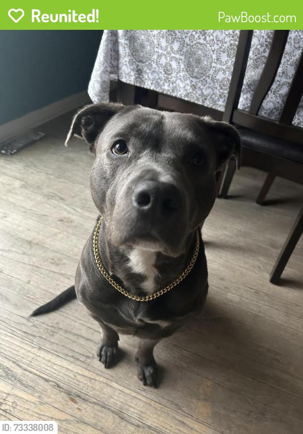 Reunited Male Dog last seen Near lockwood and grove, Skokie, IL 60077